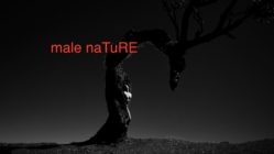 Ausstellung Male Nature von Marc Antonio