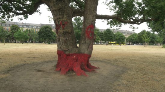 Bäume auf dem Alaunplatz müssen noch viel mehr aushalten als nur Trockenheit.