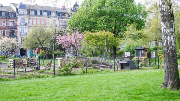 Stadtgarten auf dem Alaunplatz - Foto: Archi 2017 - Jonas Oeij