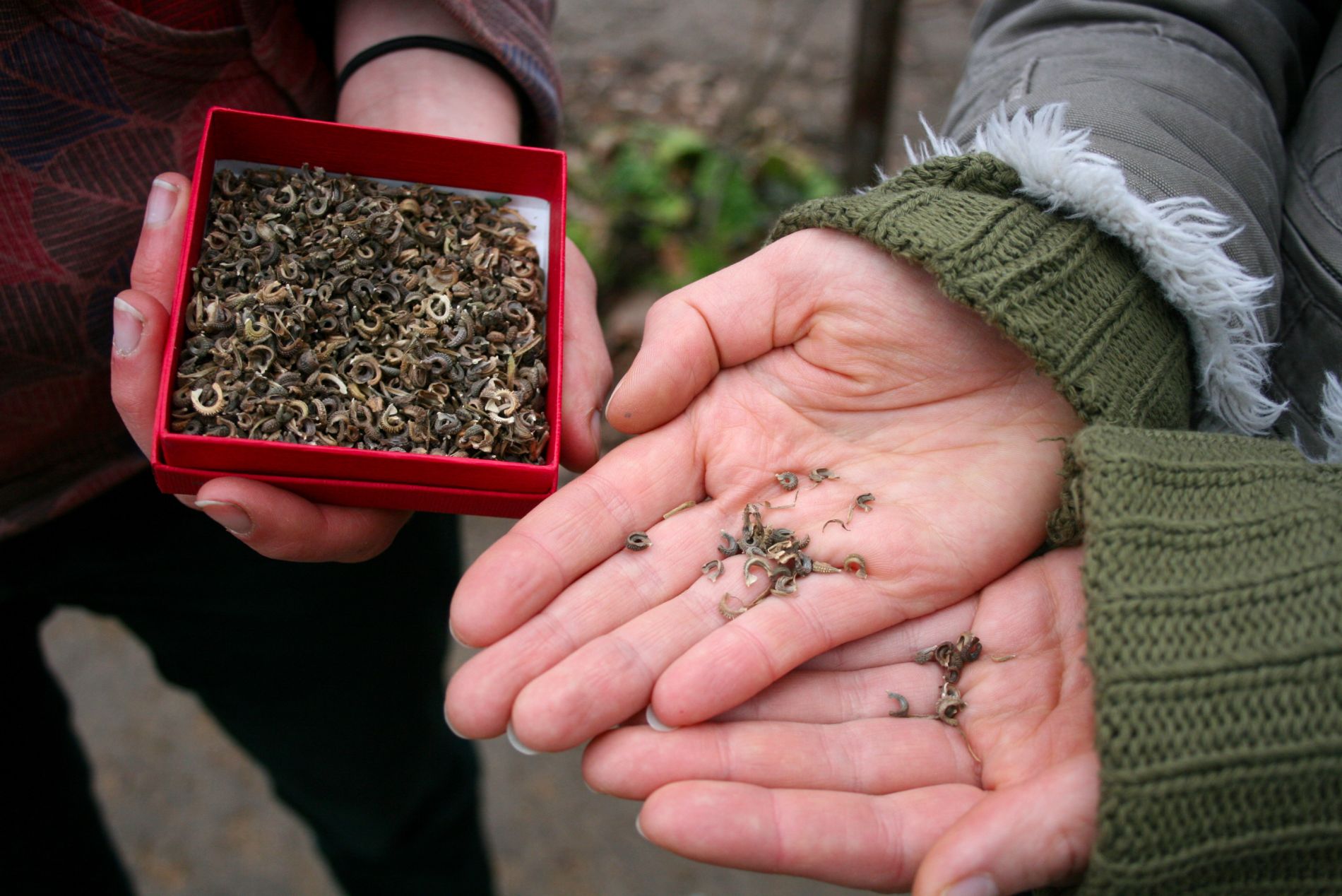 Die Welt der Samen ist vielfältig. Hier sind Ringelblumensamen zu sehen. Foto: Luisa Zenker