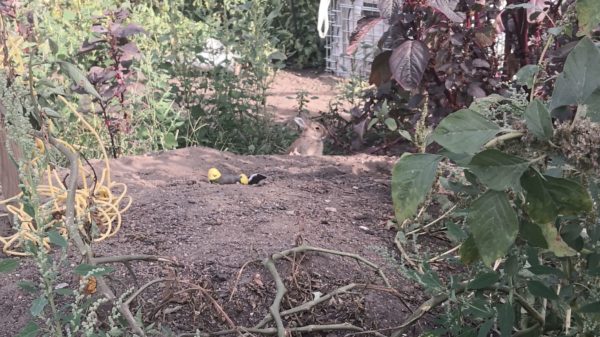 Kaninchen im Garten