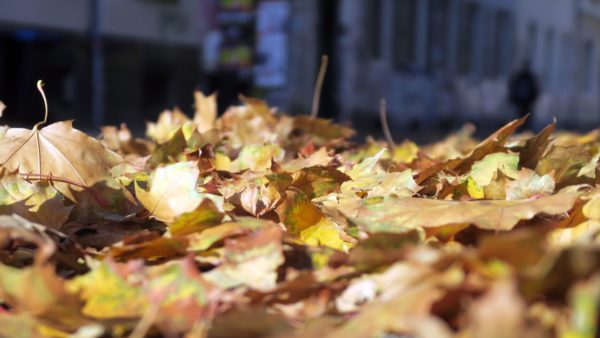 Herbstlaub auf der Pulsnitzer Straße
