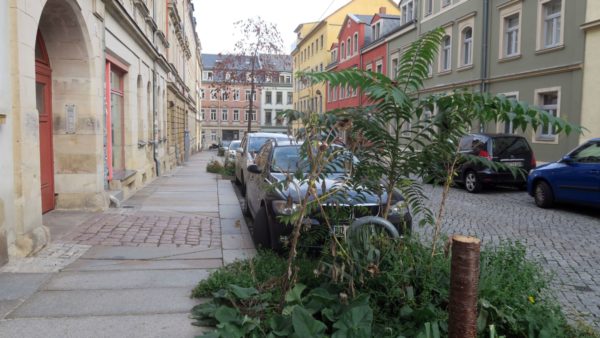 Aktuell sieht der Baumbestand in der Schönfelder Straße ziemlich traurig aus.