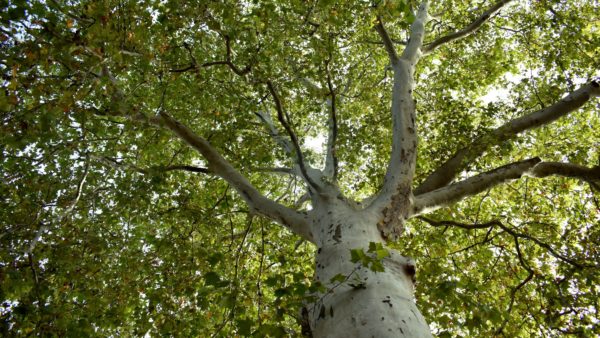 Der warscheinlich größte Baum der Zittauer