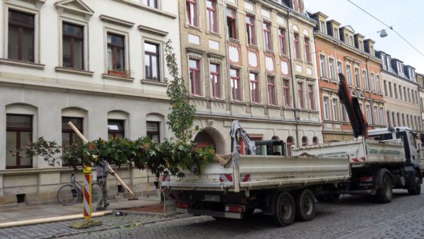 Neue Bäume für die Schönfelder Straße