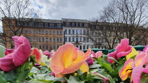 Blumen am Alaunplatz - der Wochenmarkt ist wieder erlaubt