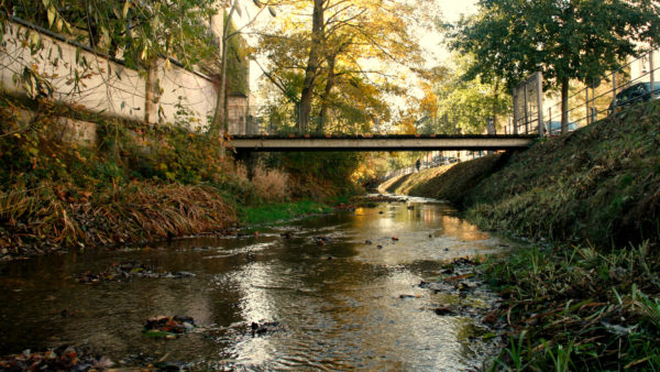 Auch die Prießnitz bietet Lebensraum für zahlreiche Arten der Stadtnatur.