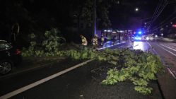 In der Nähe der Kreuzung Anton-/Leipziger Straße war ein großer Ast vom Baum abgebrochen.