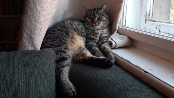 Vermisster Kater Michel