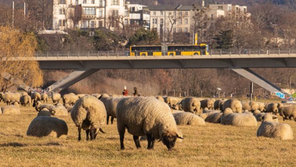 Schafe an der Waldschlösschenbrücke - Foto: Ronny Rozum