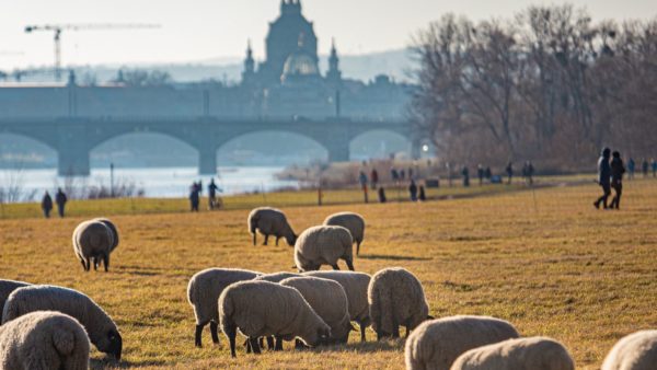 die Elbschafe - Foto: Ronny Rozum