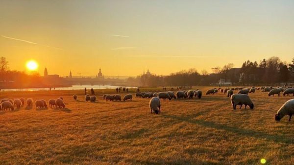 Schafe im Abendrot - Foto: Pia