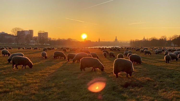 Schafe im Abendrot - Foto: Pia