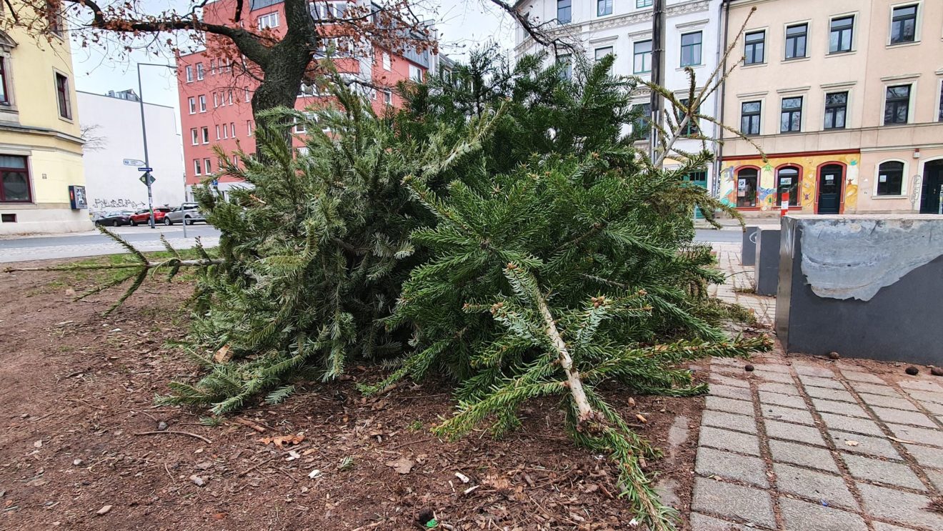 Weihnachtsbaumlagerstätte am Alaunplatz