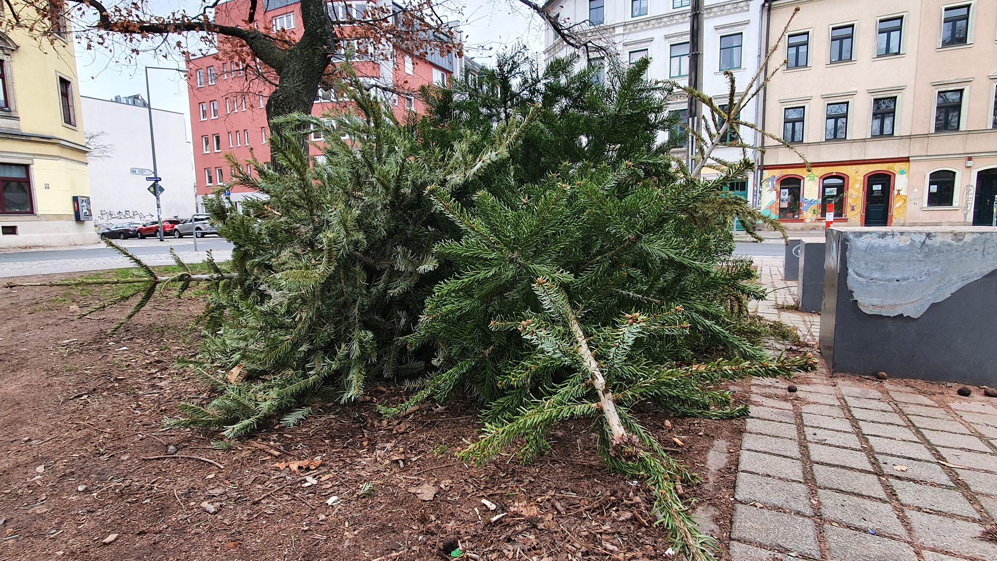 Weihnachtsbaumlagerstätte am Alaunplatz