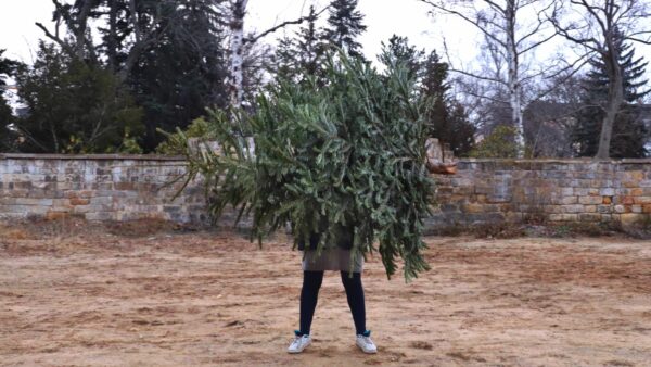 Karolin mit ausgemustertem Tannenbaum