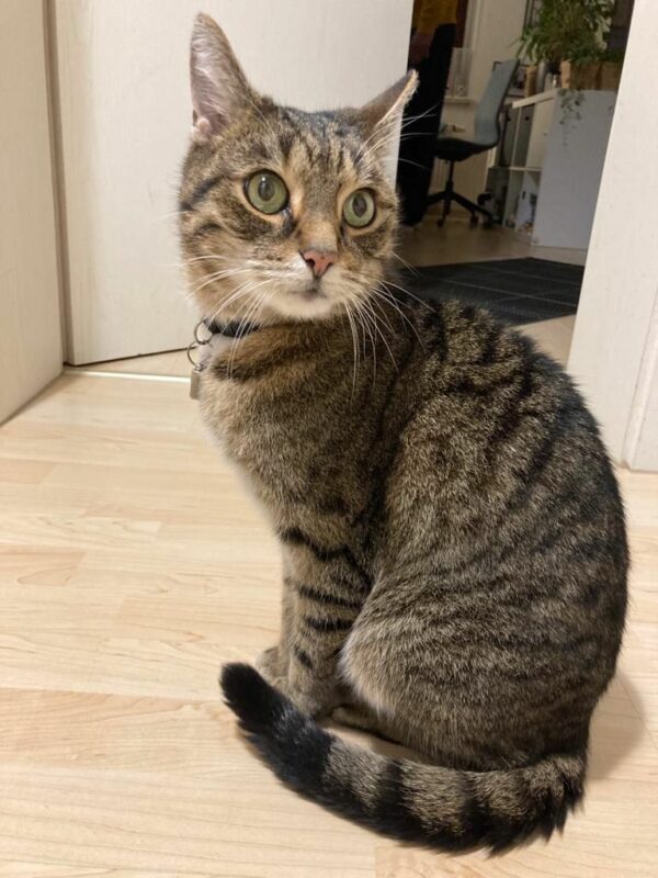 Vermisster Kater Helge
