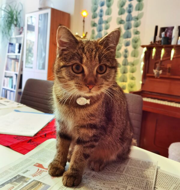 Vermisster Kater Sami