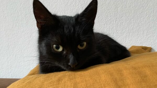 Gefundene Katze