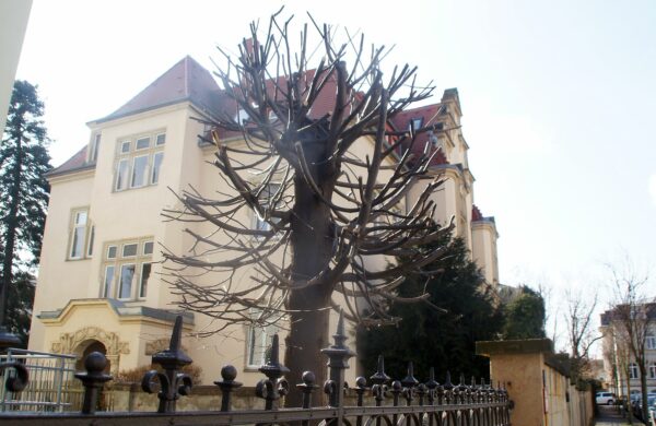 Baum kurz vor dem Frühlingserwachen an der Arndtstraße. Foto: Philine