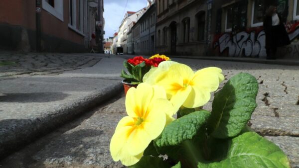 Mit Primeln in den Frühling