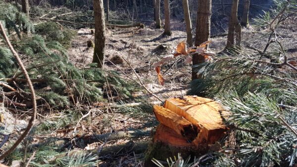 Hier riecht's nach Holz - Foto: Jonas Breitner