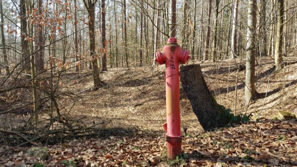 Hydrant im Mischwald - Foto: Jonas Breitner