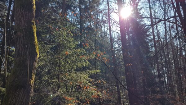 Wald und Moos und Sonne - Foto: Jonas Breitner