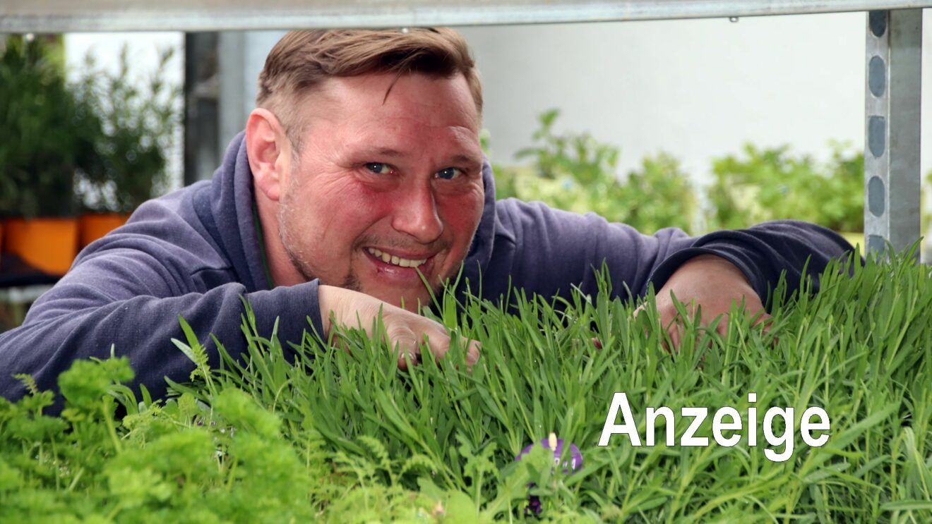 Kräuter und Pflanzen auf dem Trödelgelände