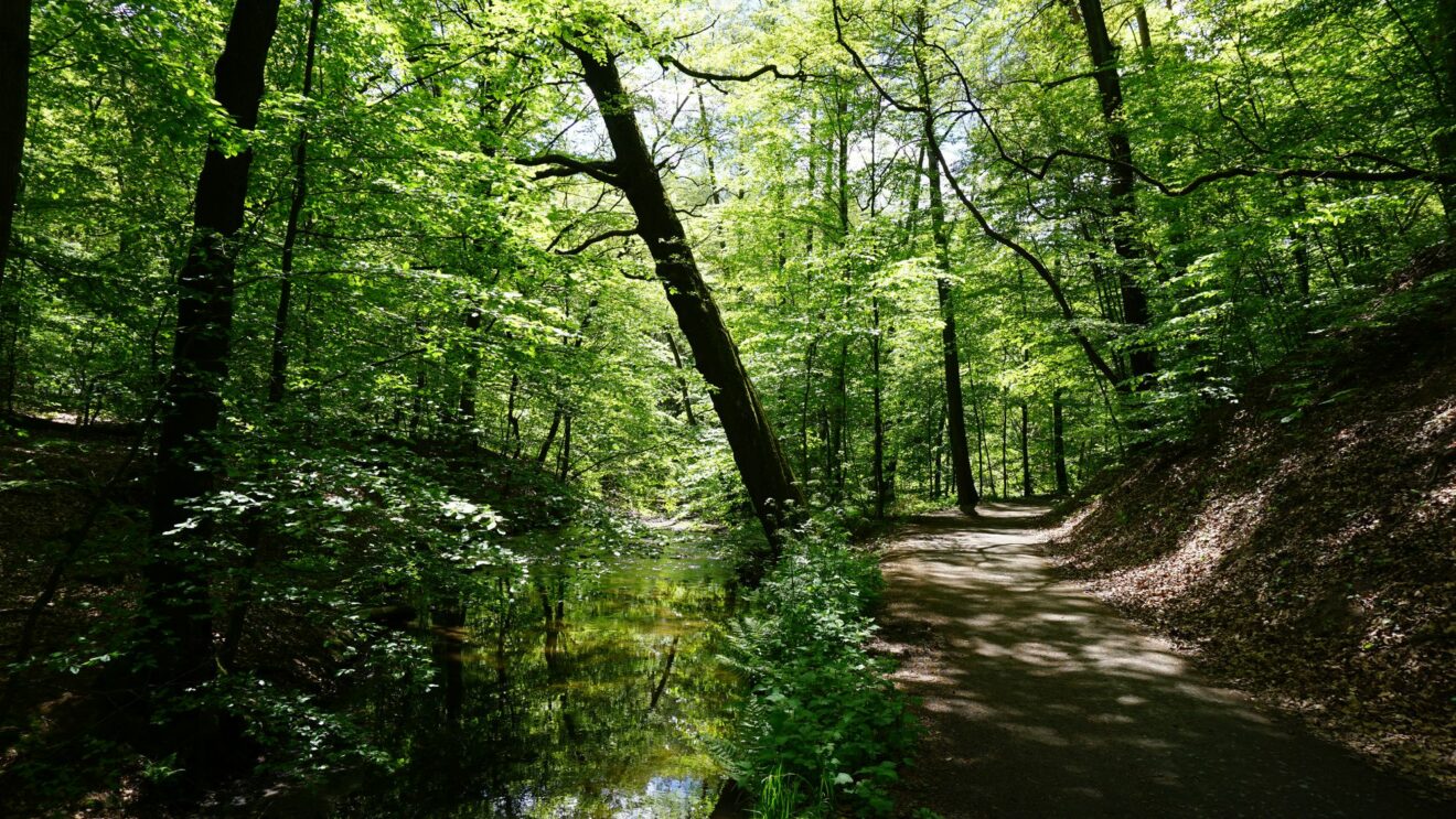 Wirkt alles andere als Trocken: Die Grüne Heide - Foto: Jonas Breitner