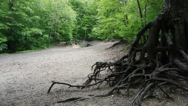 Erosion im Endstadium: Wurzeln in der Luft statt im Boden - Foto: Jonas Breitner