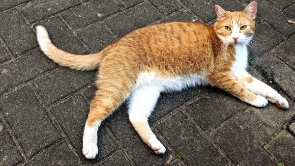 Gefundene Katze