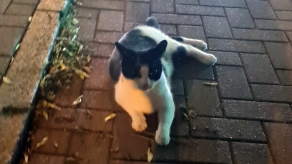 Katze auf Bischofsweg gefunden