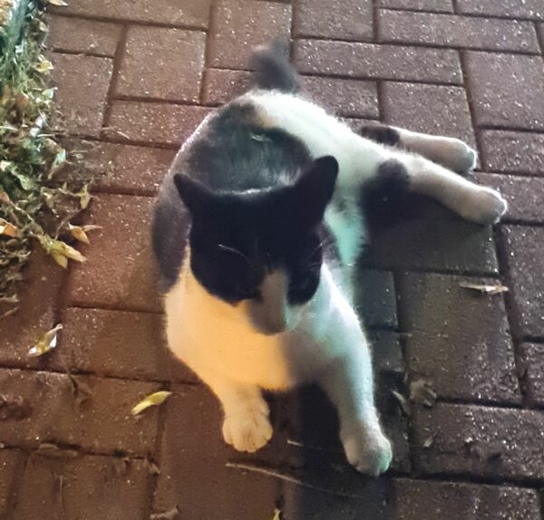 Katze auf Bischofsweg gefunden