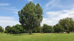 Riesige Balsam-Pappel auf dem Alaunplatz