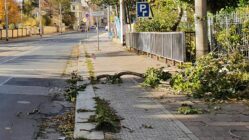 Heruntergebrochener Ast auf der Bautzner Straße