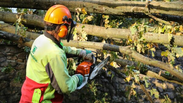 Mitarbeiter des Staatsbetrieb Sachsenforst bei der Beseitigung der Sturmschäden - Foto: Tino Plunert