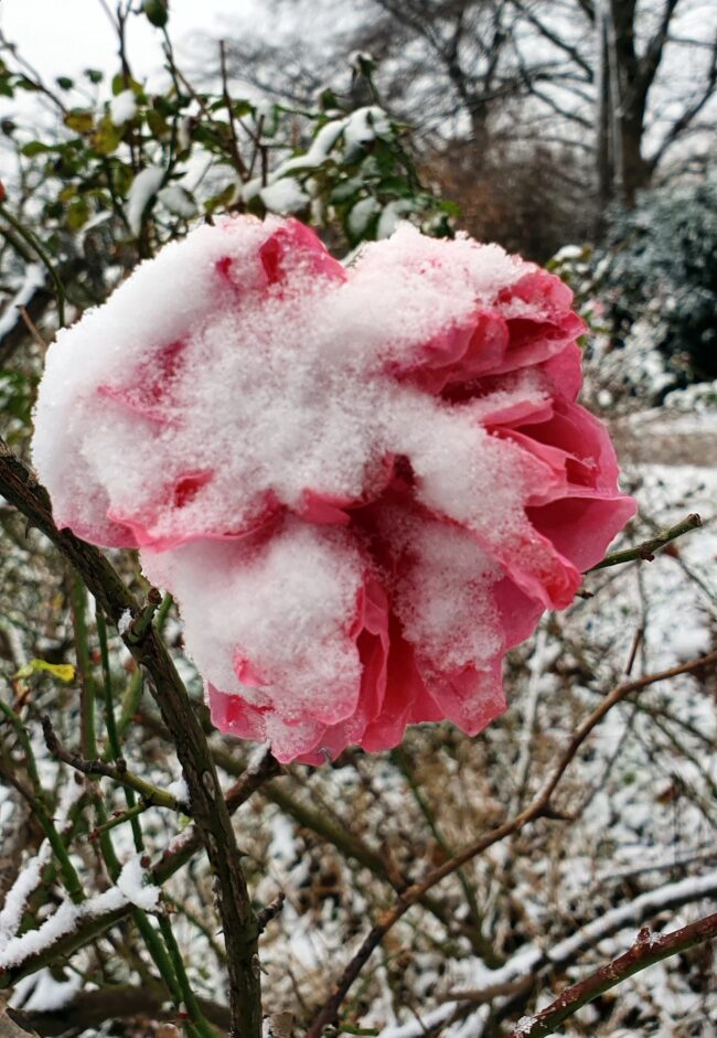 Eingeschneites Blümchen am Rosengarten.