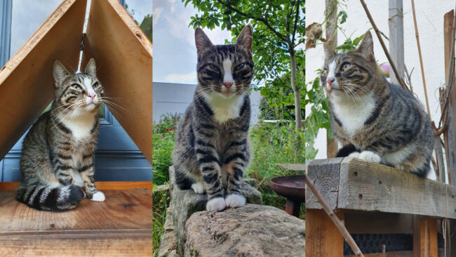 Vermisster Kater Purzel