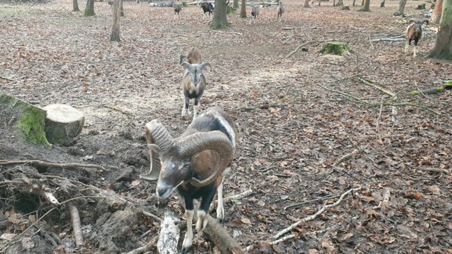 Tierische Nachbarn