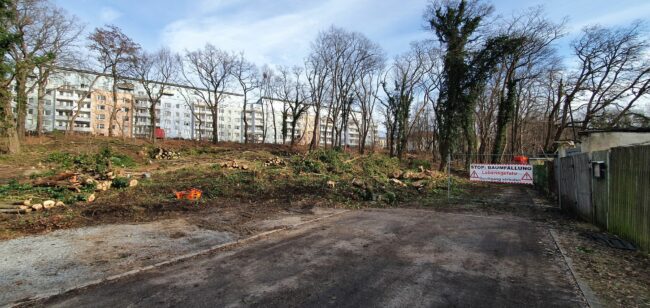 Baumfällungen zwischen Stauffenbergallee und Jägerstraße