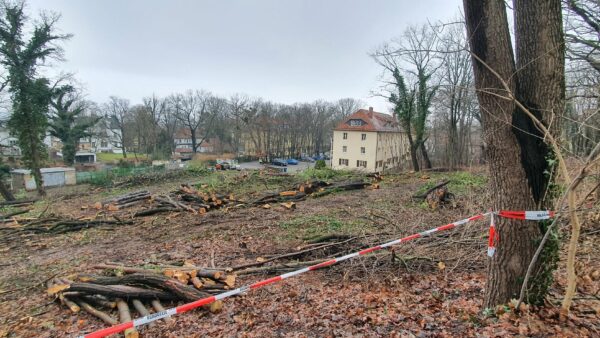 Zwischen Holunderweg und Stauffenbergallee wurde ein kleines Wäldchen gefällt.