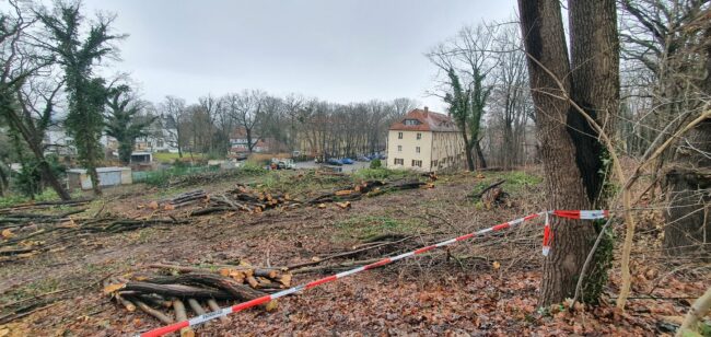 Zwischen Holunderweg und Stauffenbergallee wurde ein kleines Wäldchen gefällt.