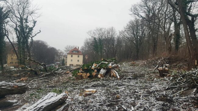 Gefällte Bäume am Holunderweg