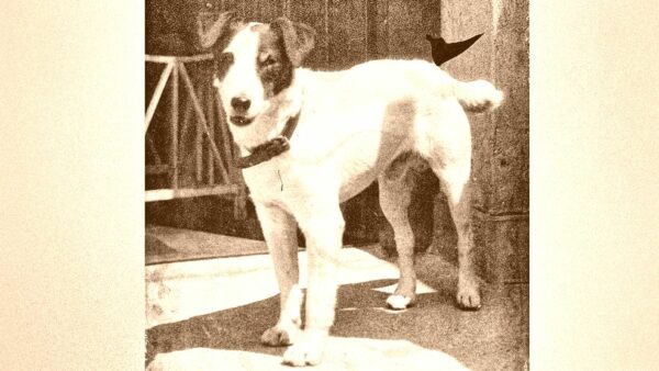 Hund um 1900
