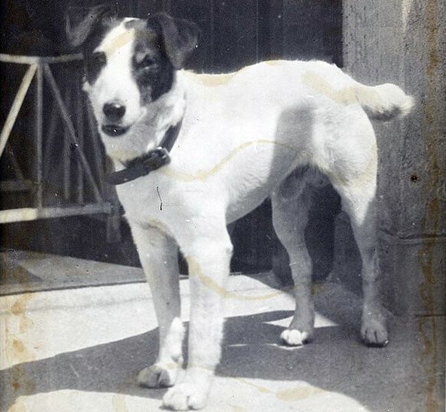 Hund um 1900, auch damals gab es schon eine Hundesteuer