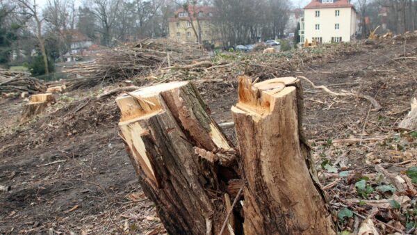 Rund 120 Bäume wurden auf Stock gesetzt.