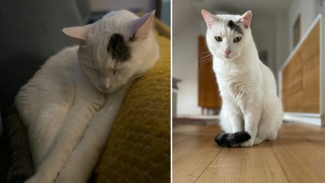 Vermisster Kater Juri