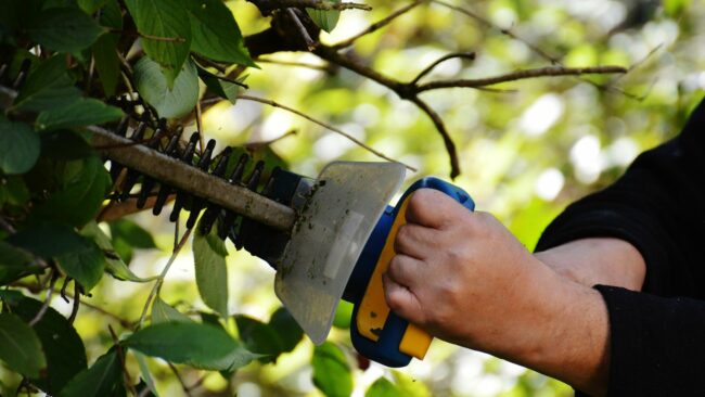 BUND empfiehlt: Finger weg von der Heckenschere während der Brutzeit.