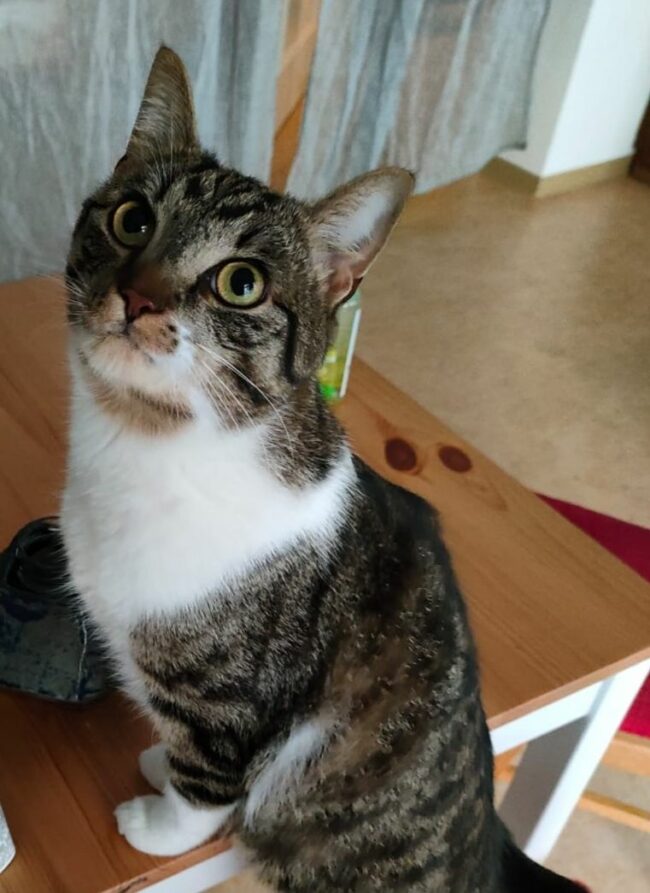 Wer hat Kater Pivo gesehen?